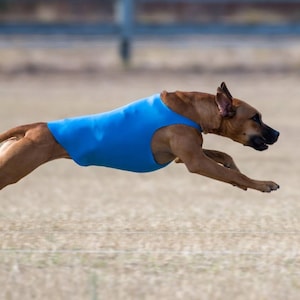 May include: A brown dog wearing a blue vest is captured mid-air, showcasing its agility. The dog is running across a field, with its legs extended and ears perked. The background is blurred, emphasizing the dog's movement.