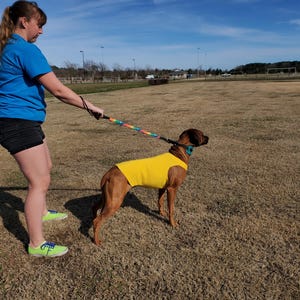 Tally-Go Custom Quick Release Collar System – Durable, High-Performance Dog Racing Collar