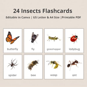 Insects Flash cards, Montessori cards, Real pictures, Preschool, Homeschool Printables, PDF Printable Flashcards, preschool, Instant, Autism