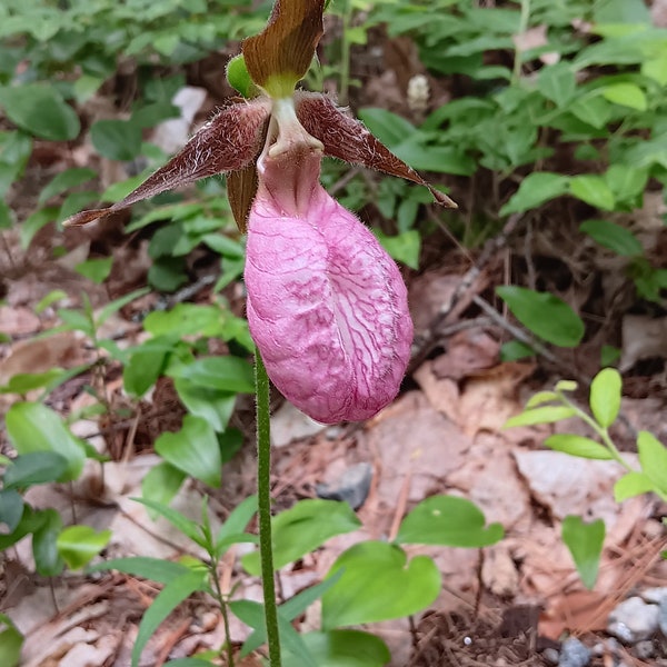 Lady slipper background photo