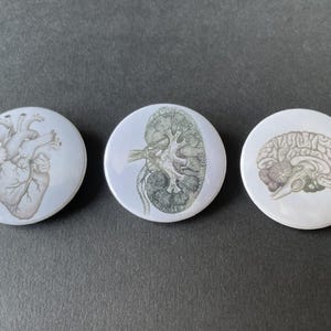 May include: Three circular pin-back badges featuring detailed anatomical illustrations. The left badge displays a human heart, the centre badge shows a human kidney, and the right badge depicts a cross-section of a human brain in shades of grey.