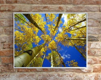 Golden Aspen Trees Print: Colorado Autumn Wall Art
