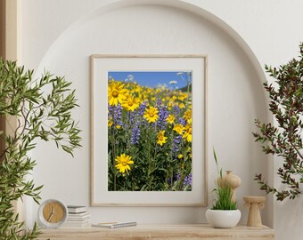 Alpine Wildflower Field Print: Colorado Mountain Daisies