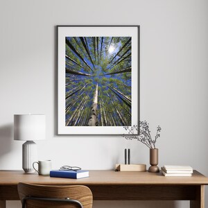 Colorado Aspens to the sky photo art, Aspen Trees Colorado photography, Spring Aspen Trees photo art, Colorado Mountain home wall art,