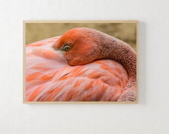 Arte fotográfico de flamencos rosados: Fotografía tranquila de aves tropicales