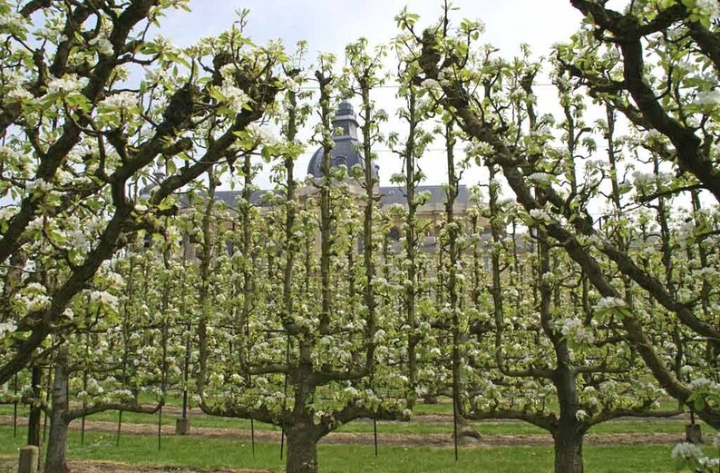 by Laura Foster Nicholson Espalier Apple Trees in olive and black Free Shipping. Jacquard woven panel