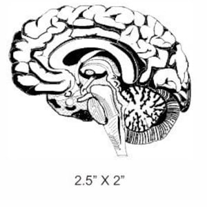 I have half a mind to... Anatomical Brain Rubber Stamp image 1