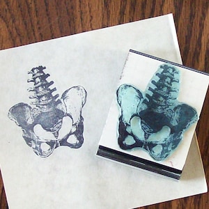 Anatomical Pelvis and Lower Vertebrae Spine Skeletal Rubber Stamp 080