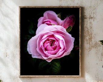 Olivia Rose Austin Poster, Pink Rose Flower Garden Photo Print - Etsy