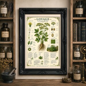 Puede incluir: Una l&aacute;mina bot&aacute;nica de lev&iacute;stico, Levisticum officinale, con ilustraciones detalladas de la planta, sus partes y texto descriptivo en un marco negro ornamentado. La l&aacute;mina incluye diagramas cient&iacute;ficos, etiquetas y una referencia hist&oacute;rica.