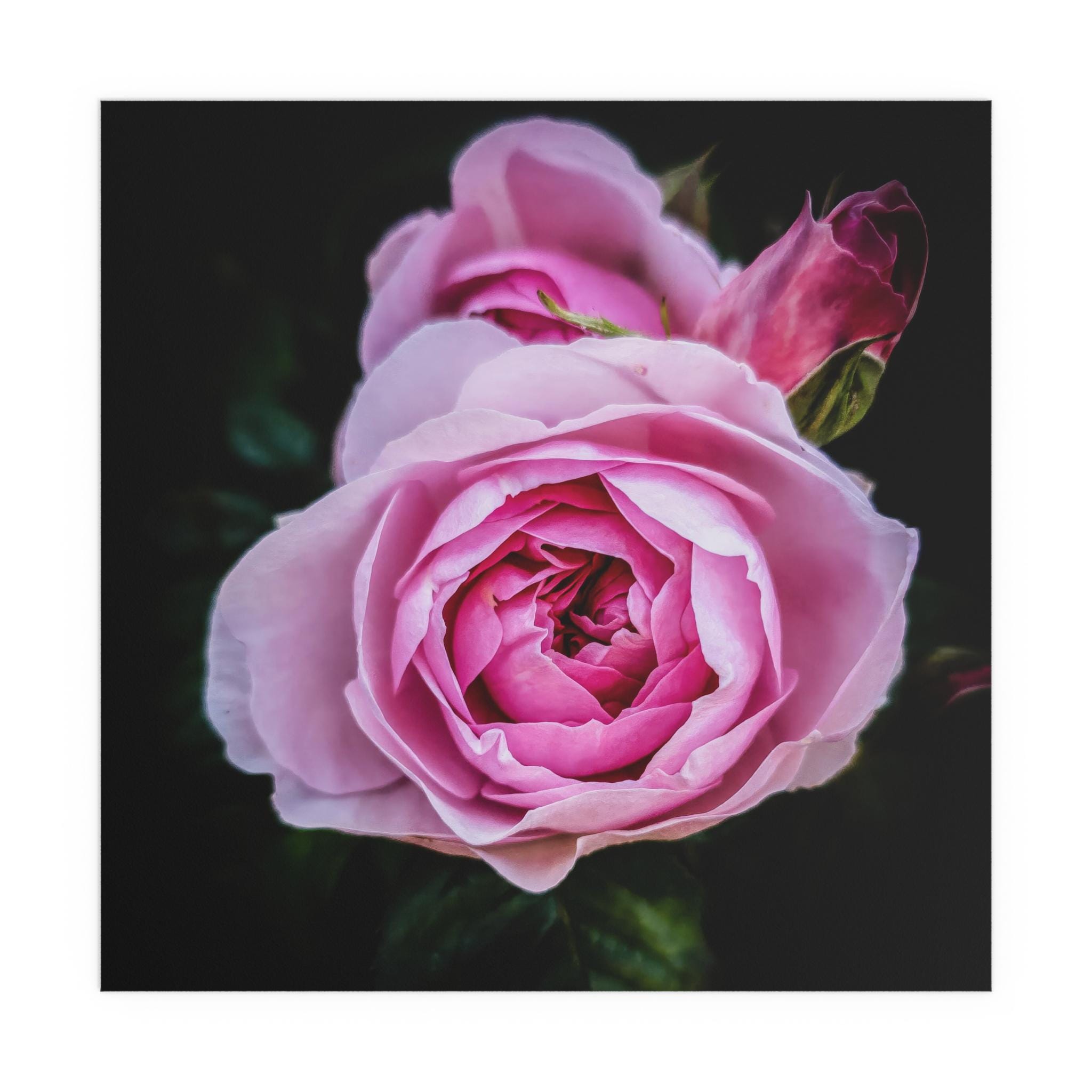 Olivia Rose Austin Poster, Pink Rose Flower Garden Photo Print - Etsy