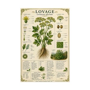 Estampado rústico de apio de monte, arte mural botánico antiguo para cocina, ilustración vintage de jardín campestre. imagen 14