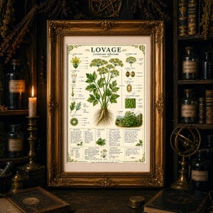 Puede incluir: Una l&aacute;mina bot&aacute;nica de lev&iacute;stico, Levisticum officinale, en un marco dorado ornamentado. La l&aacute;mina presenta ilustraciones detalladas de la planta, incluyendo flores, hojas, semillas y ra&iacute;ces, con texto descriptivo y una escala en cent&iacute;metros.