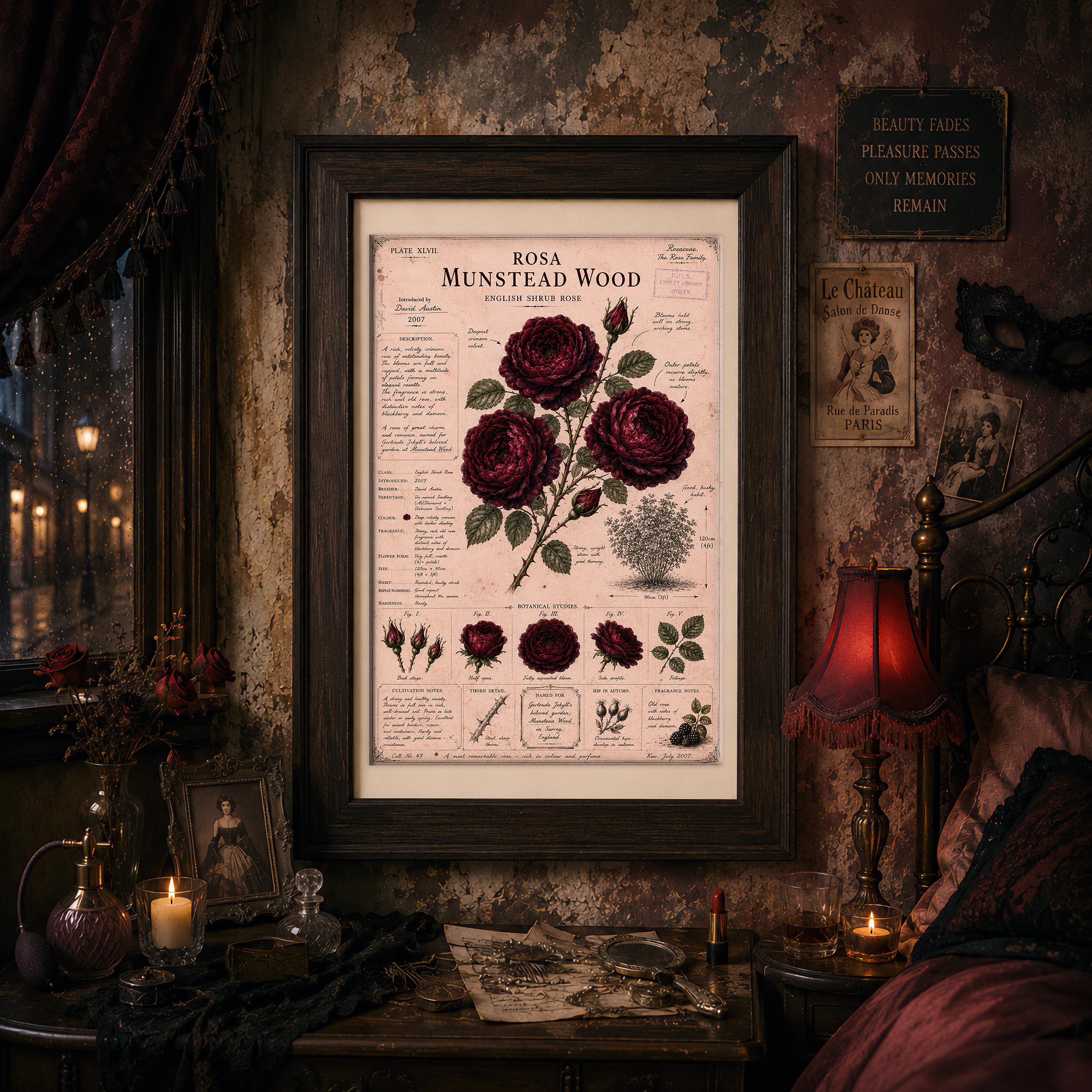 Munstead Wood Rose Print, Vintage Botanical Wall Art, Dark Red