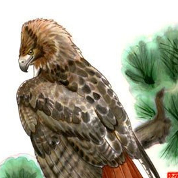 I Spy Redtail Hawk Painting Print - Wall art, red-tailed, gift, Japanese, Ink, Sumi , Falconry, Raptor