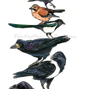 Corvid Stack Painting Print - Wall art, bird stack, Crow, Raven, Magpie, Blue Jay, Rook, Eurasian Jay, Jackdaw