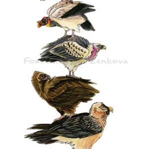 May include: A stack of seven vultures, each with unique markings and colors, are perched on top of each other. The vultures are drawn in a realistic style with detailed feathers and beaks. The background is white.