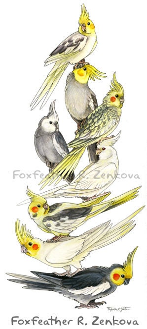 Cockatiel Art Stack Painting Print - Wall art, bird stack, Totem Pole, tiel, pearl, pied, cinnamon, albino, whiteface, parrot, watercolor