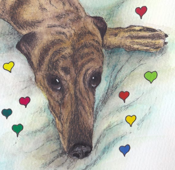 greyhound brindle