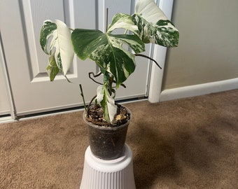 Monstera Albo Borsigiana - Fully Rooted 5 Leaves and new shoot - Highly variegated