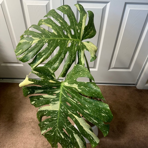 Monstera Thai Constellation Highly Variegated Fully Rooted 2 Large Leaves - Top Cutting