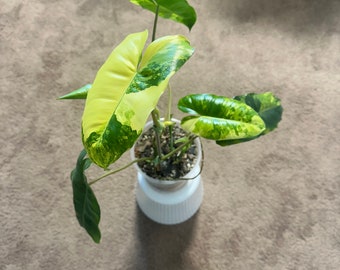 Variegated Burle Marx Philodendron - Fully Rooted 5 Leaves and 2 New Shoots - Exact Plant - US Seller