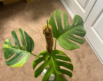 Monstera Aureau Sport Variegated - Fully Rooted 3 Leaves and new shoot - Exact Plant