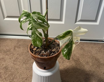 Monstera Albo Borsigiana Highly Variegated - Fully Rooted 3 Leaves