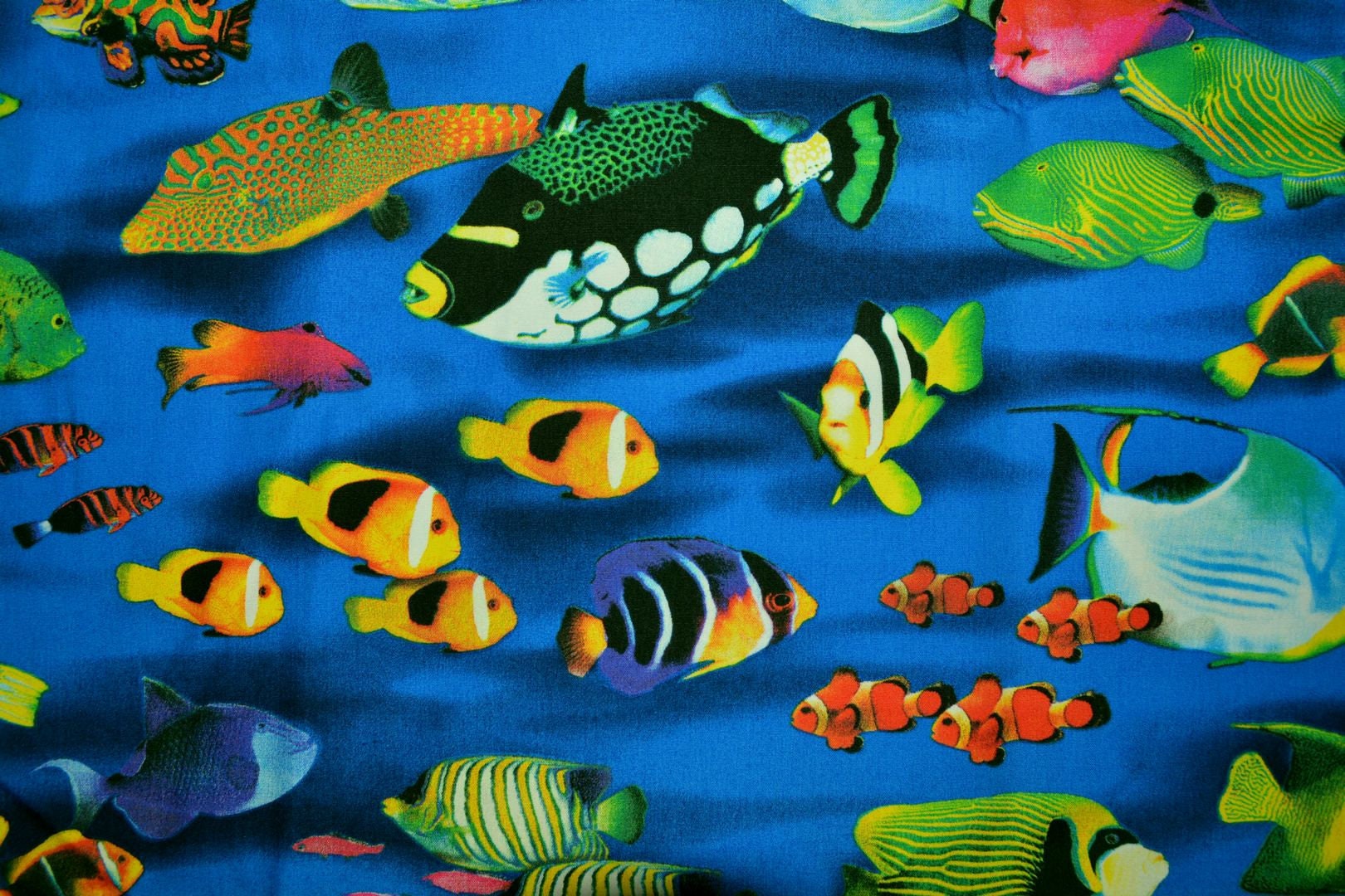 Tropical Colorful Fish