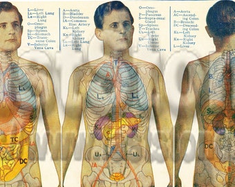 Vintage human body anatomy image downloadable file for oddities and curiosities