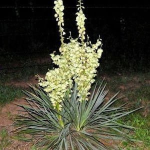 May include: A close-up of a yucca plant with tall stalks of white flowers. The plant has long, green leaves that are spread out around the base.