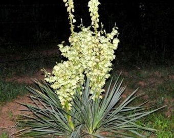 Yucca Plant Adam's Needle Yuca Succulent Perennial Flowers Shrubs Landscaping Gardening Bare Root Plant 12-15 Inches Tall