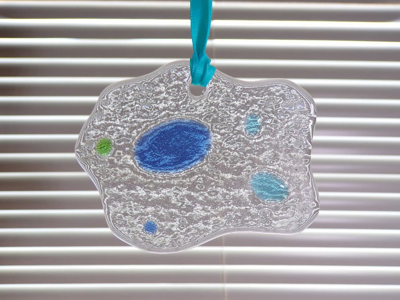 Amoeba Suncatcher Biology Suncatcher Science Art Amoeba Etsy