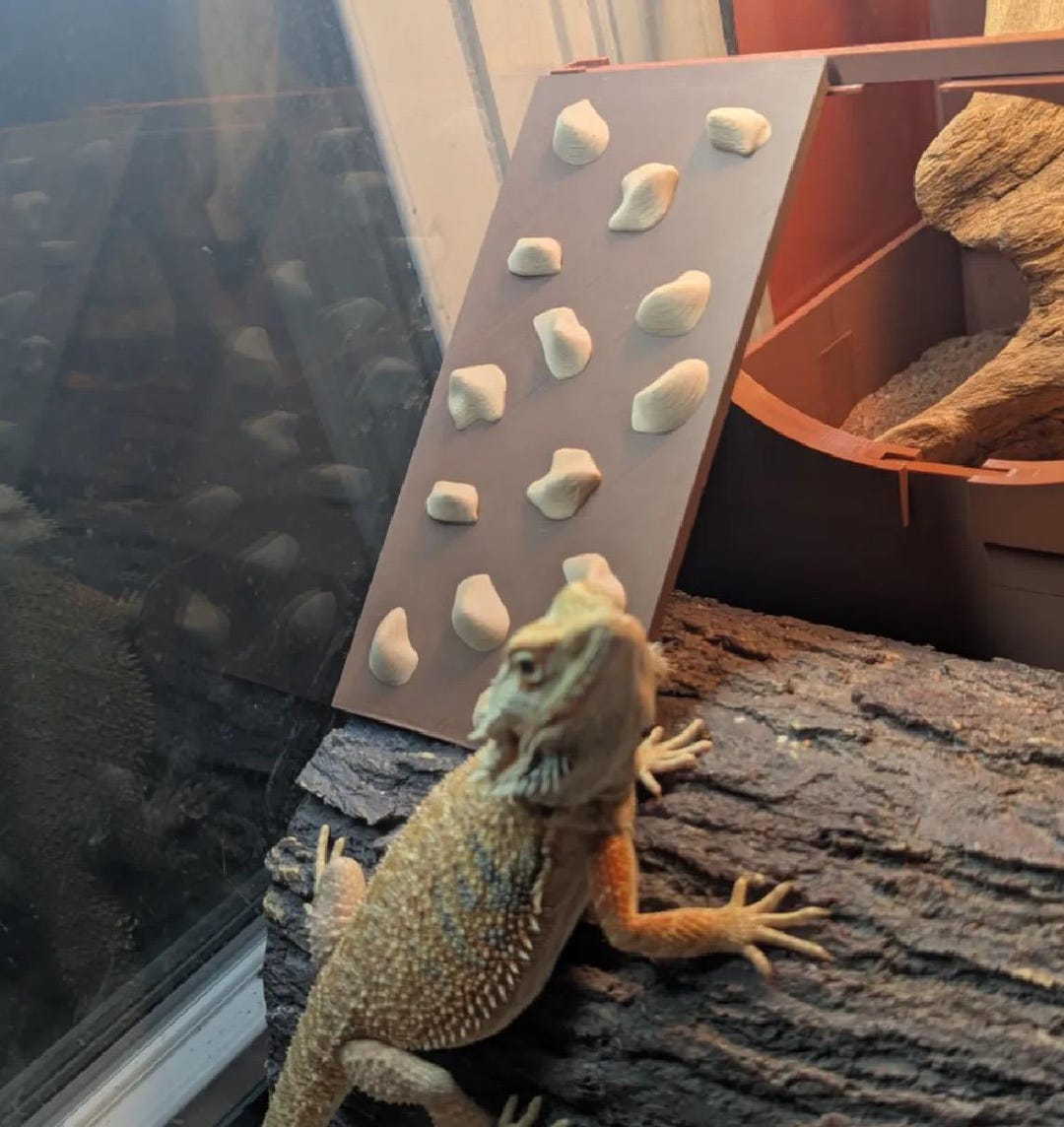 Lizard Rock Climbing Wall, Bearded Dragon Tank Decor, Reptile ...