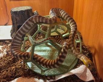 3D Printed Snake Gym: Gecko/Spider Enclosure Decor.