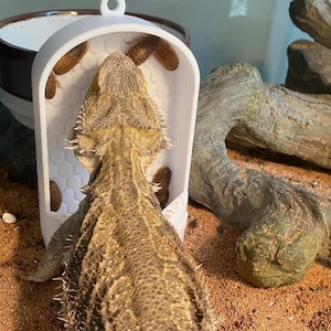 May include: A white plastic feeder with a honeycomb pattern and a bearded dragon eating mealworms inside. The feeder is hanging from the top of a terrarium.