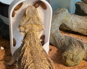 Personalised reptile insect feeder, bug feeder for geckos and bearded dragons, reptile tank decor accessory, gecko food tray, reptile food