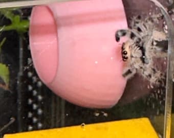 3D Printed Magnetic Jumping Spider Hide - 4cm Circle Enclosure