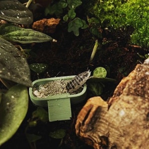 Isopod Feeding Bowl with Ramp: Vivarium Accessory