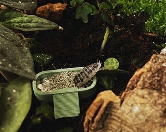 Plastic Pill Bug Roly Poly Insect Potato Bug Isopod KEYCHAIN