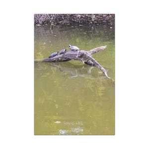 Serene Turtle Canvas Art Wraps, Nature Wall Decor, Home Aesthetic, Animal Lover Gift, Relaxing Artwork, Eco-Friendly Decorations