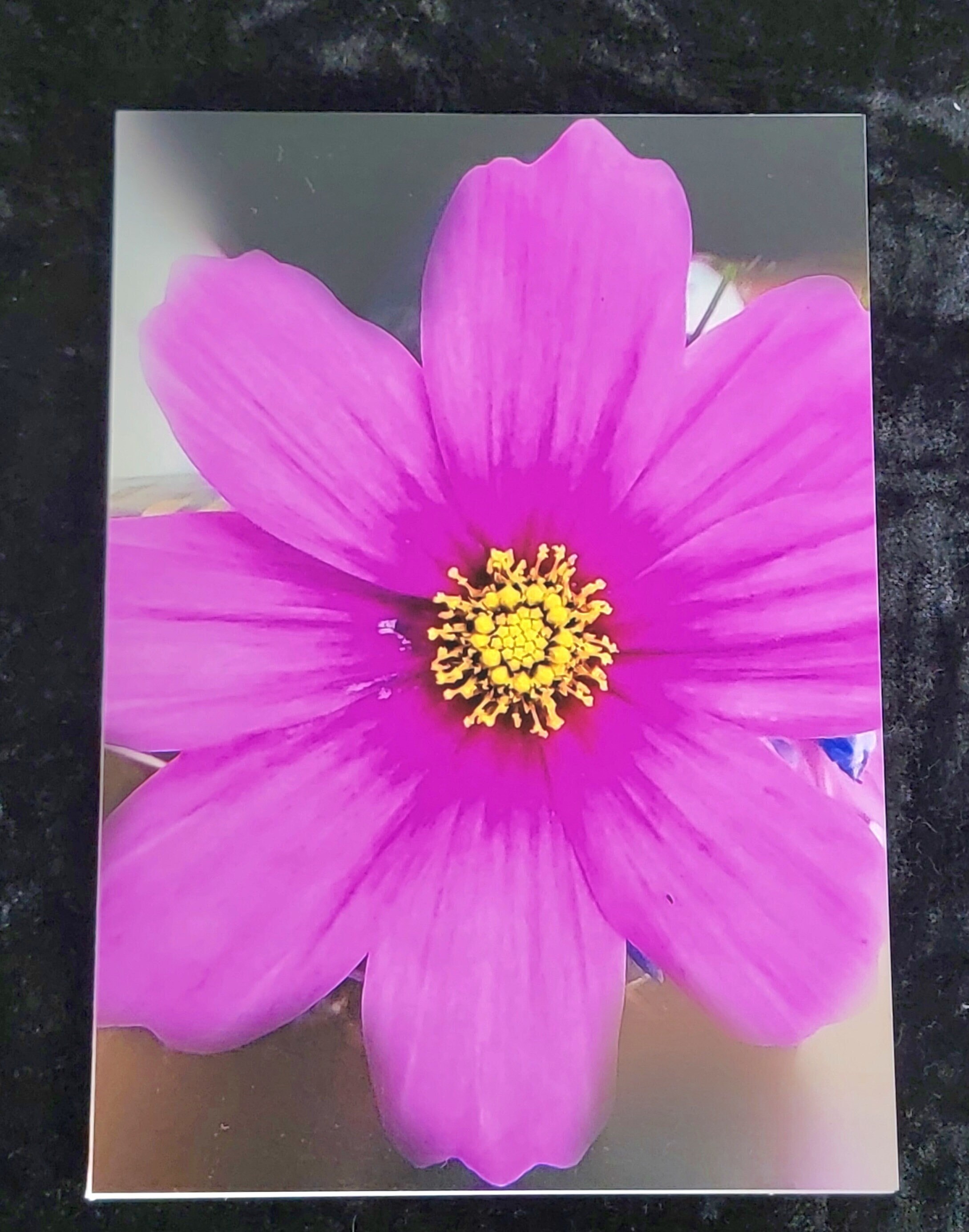 Pink Flower Note Cards, 5 Blank Photo Note Cards With Envelopes ...