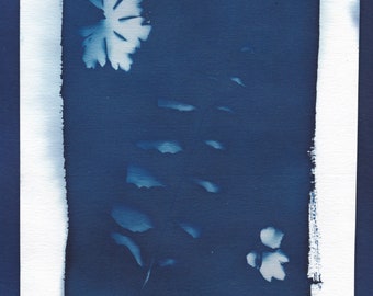 Cyanotypie von Verschiedenen Blättern, Auf Aquarellpapier mit Büttenrand