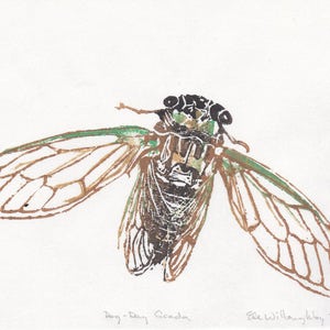 Dog-Day Cicada Linocut, Mini Lino Block Print of Tibicen canicularis, dogday harvestfly or dog-day cicada on Japanese paper