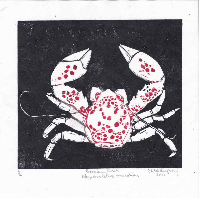 Lino Block Print Red Frog Crab, Ranina ranina, Spanner crab, True crab, Monarch of All Crabs image 9