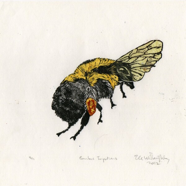 Bombus Impatiens Bumblebee Linocut, Lino Block Print Illustration of a Bumblebee, Bee, Insect, Bee Biodiversity Collection