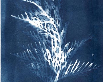 Cyanotype of Cedar Leaves