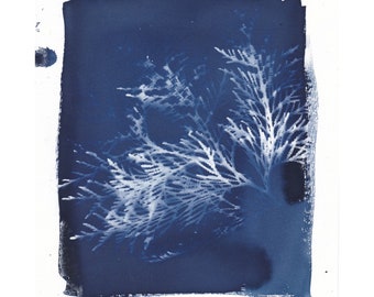 Cyanotype of Cedar Leaves