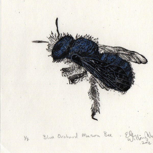 Blue Orchard Mason Bee, Osmia Lignaria Lino Block Print, Pollinator Bee Biodiversity Print Collection