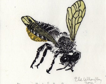 Linogravure d'une mégachille, l'abeille coupeuse de feuille